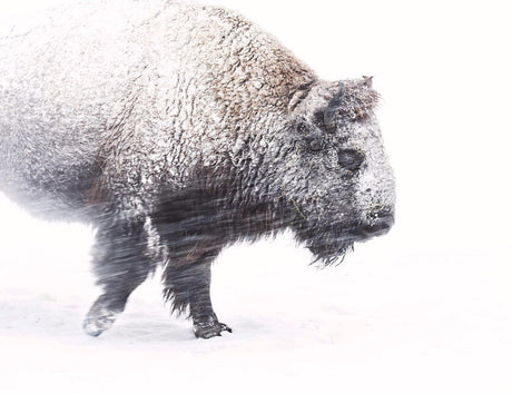 Braving the Storm: The Bison's Unique Strategy and the Life Lessons it Brings